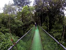 Rain Forest in Cost Rica