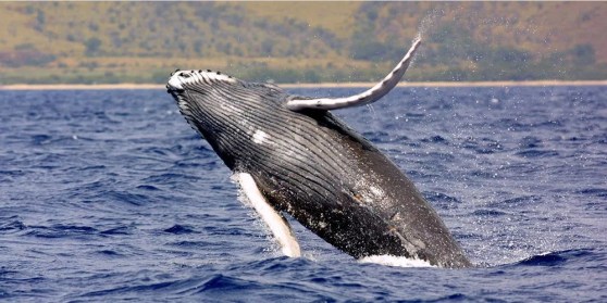 Dolphin &amp; Whale Watching Costa Rica Tour